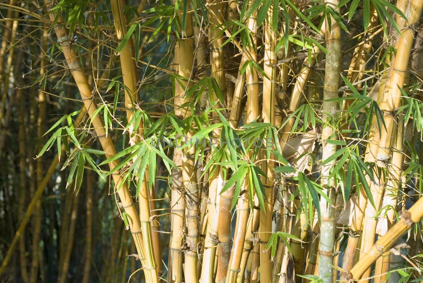 tall and straight bamboo cane growing in the wild