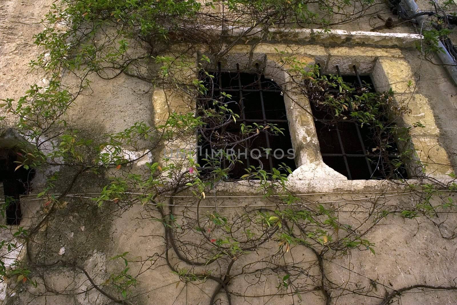 Nice window of medieval house with the ivy growing on it