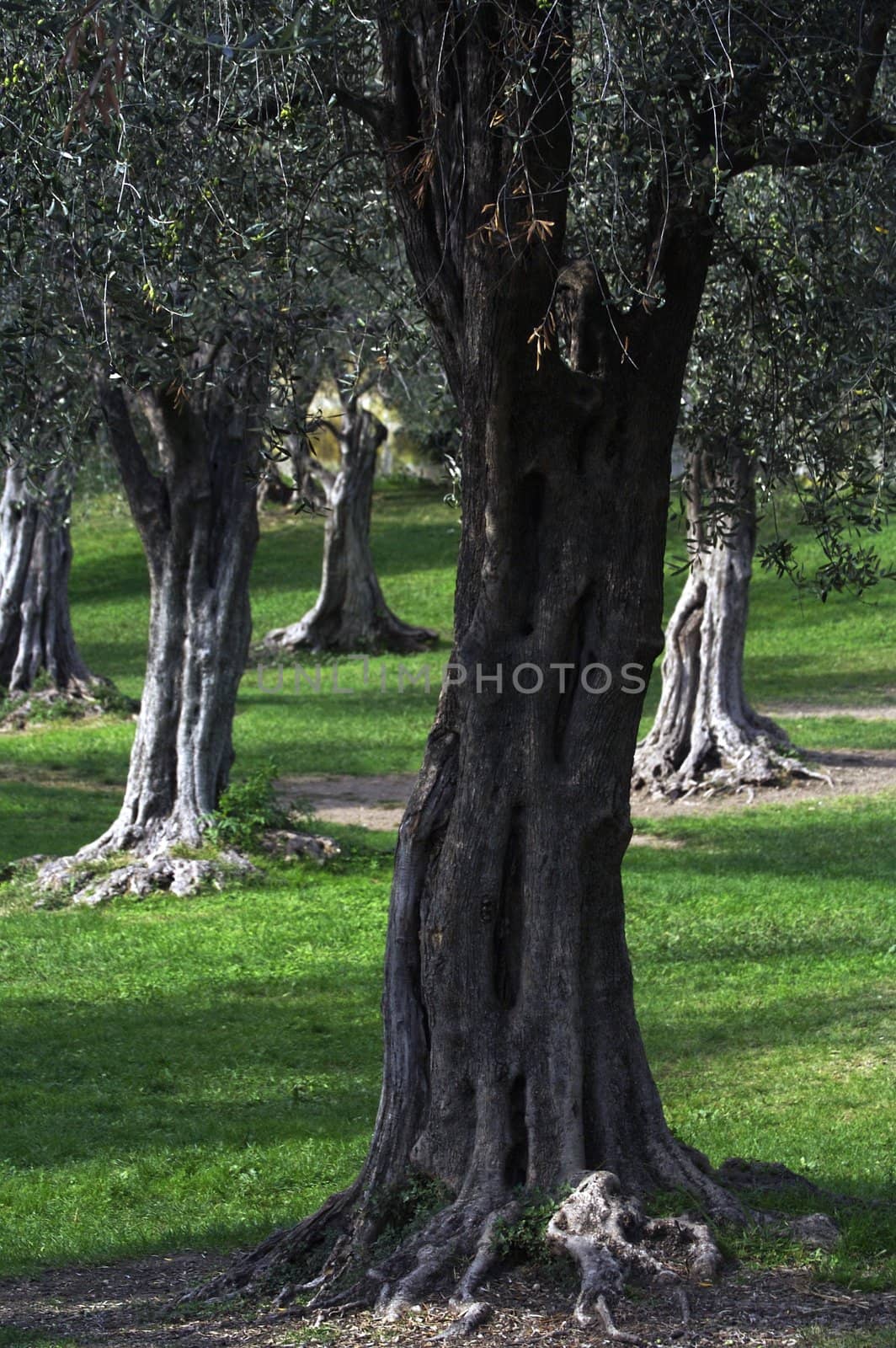 Olive tree in the park