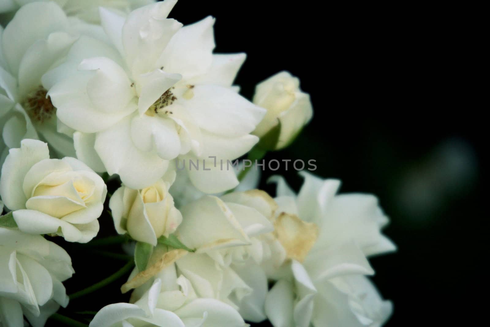 White roses on the rosebud in the garden