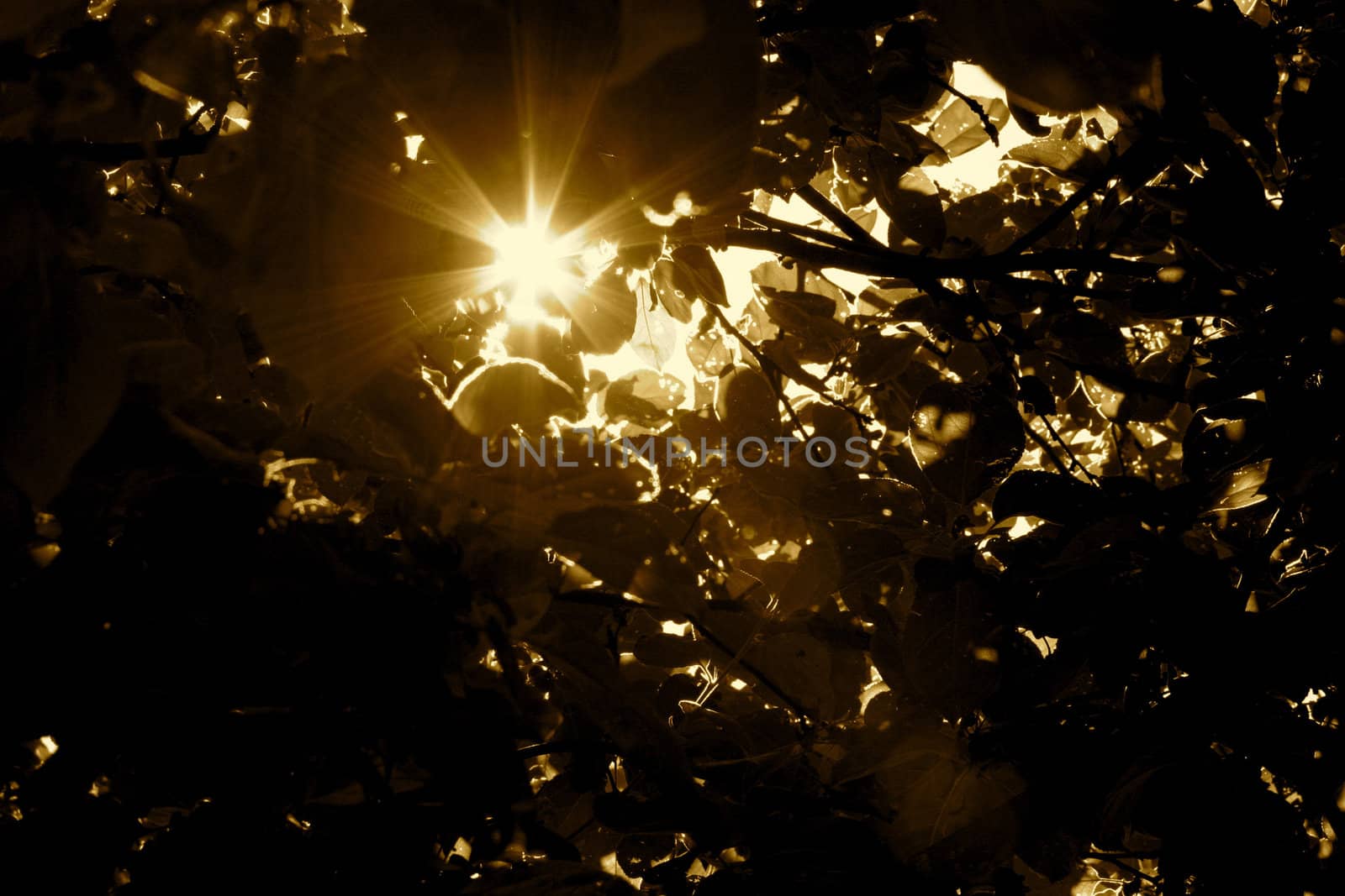 Sun rays shining through the branches