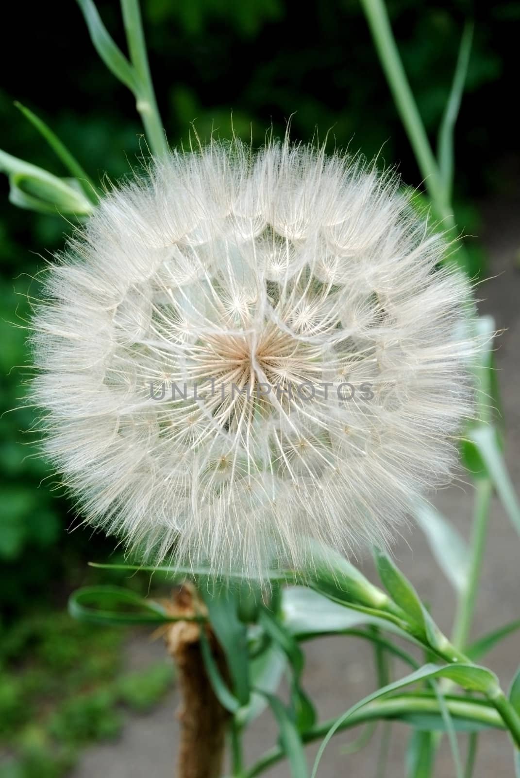 The white and big dandelion blossoming in a garden in loneliness