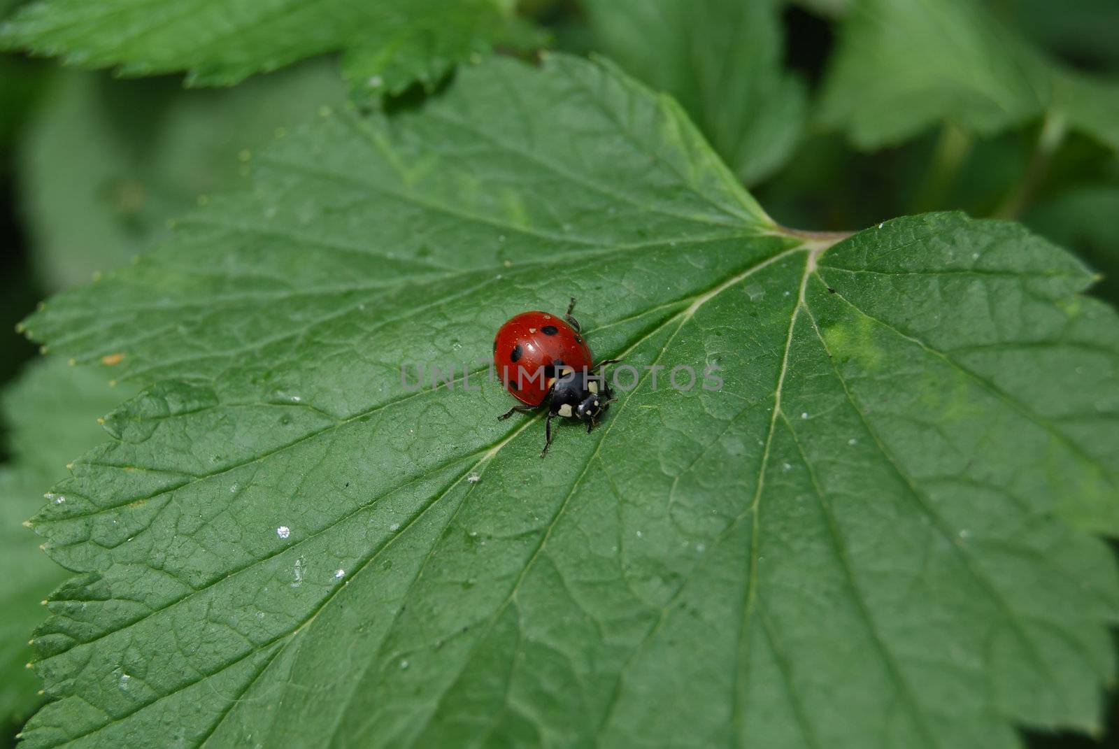 LadyBird