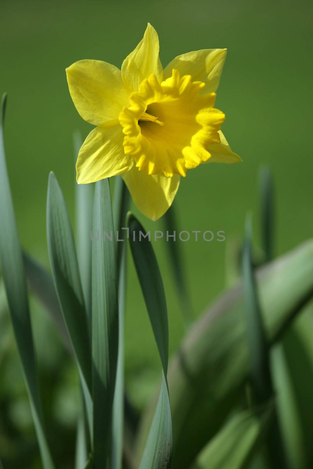 A shallow depth-of-field image of a daffodil during early spring. Focus is on inside of flower.

