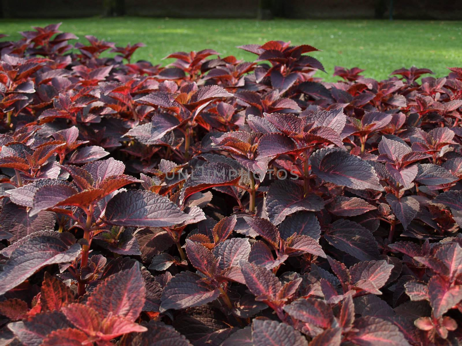 Coleus (Lamiaceae) plant aka Painted Nettle or Flame Nettle