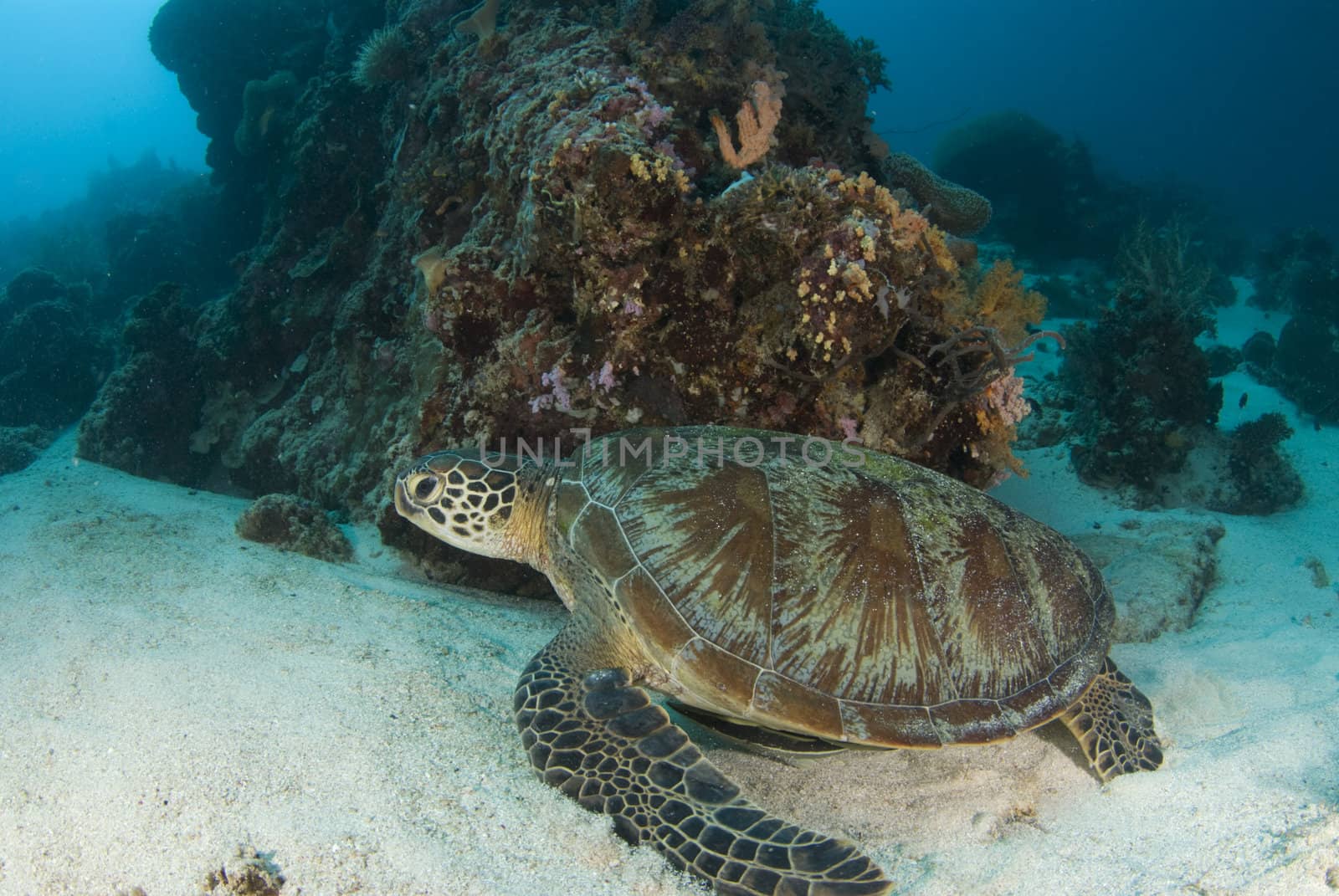 A Green Sea Turtle (Chelonia mydas) lounges on the ocean bottom protected by a coral outcropping