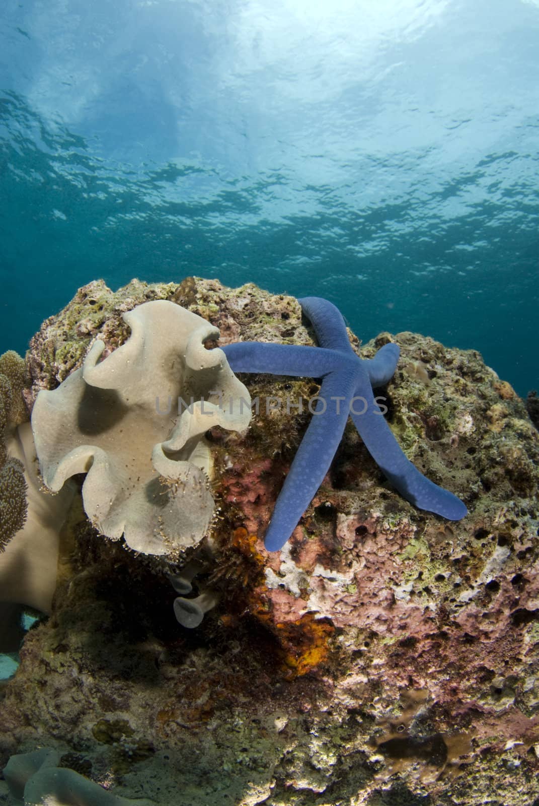 Blue Sea Star (Linckia laevigata) on a coral head underwater with the partly cloudy sky visible above the water's surface.
