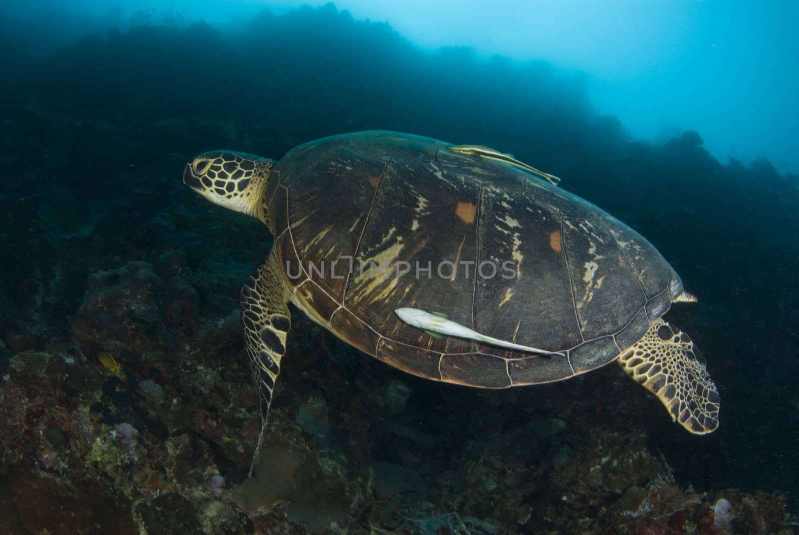Swimming Green Sea Turtle (Chelonia mydas) with a remora underwater in the South China Sea