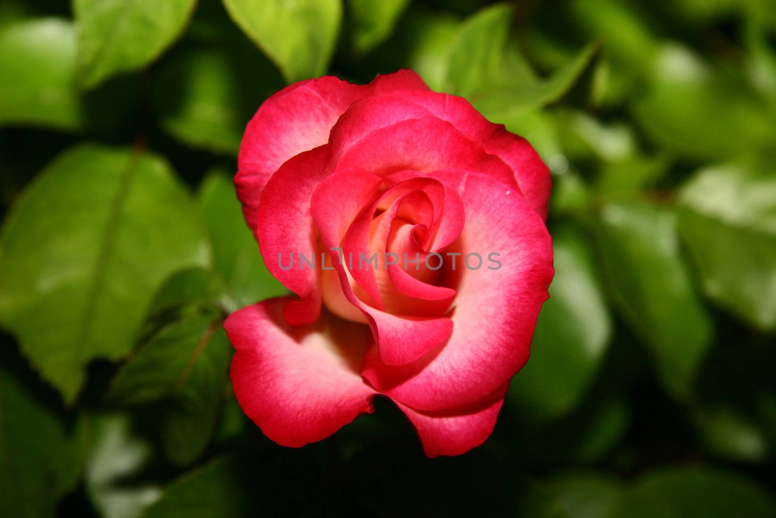 single red rose against a background of leaves