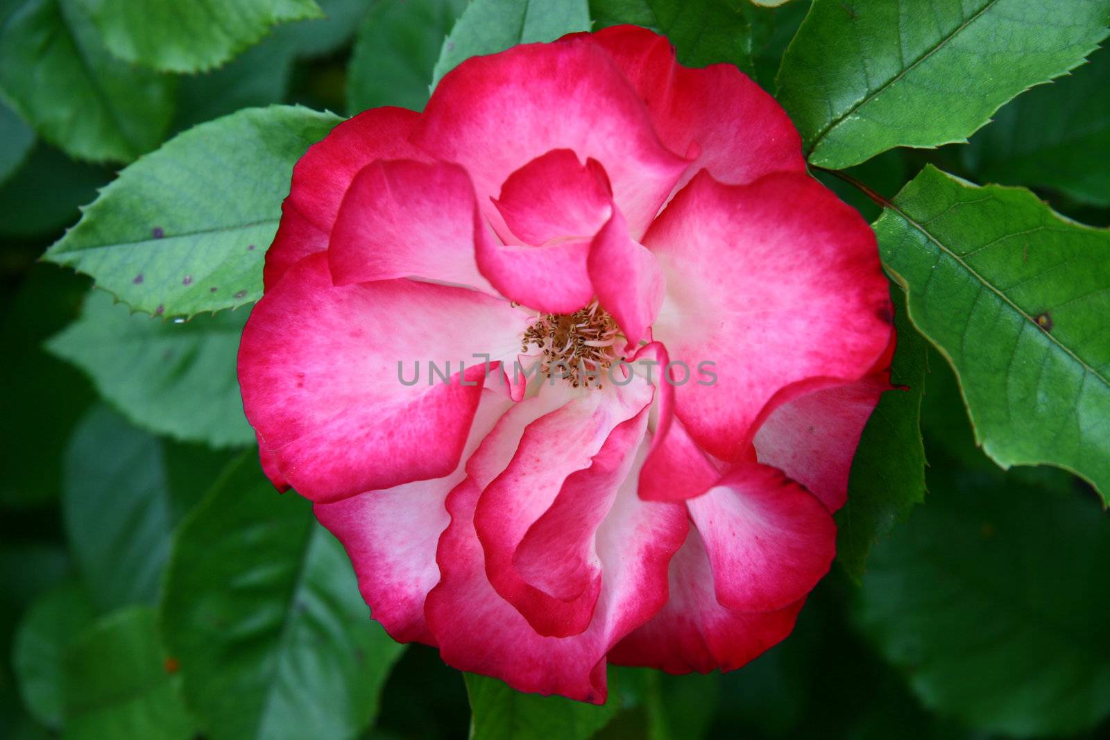single red rose against a background of leaves