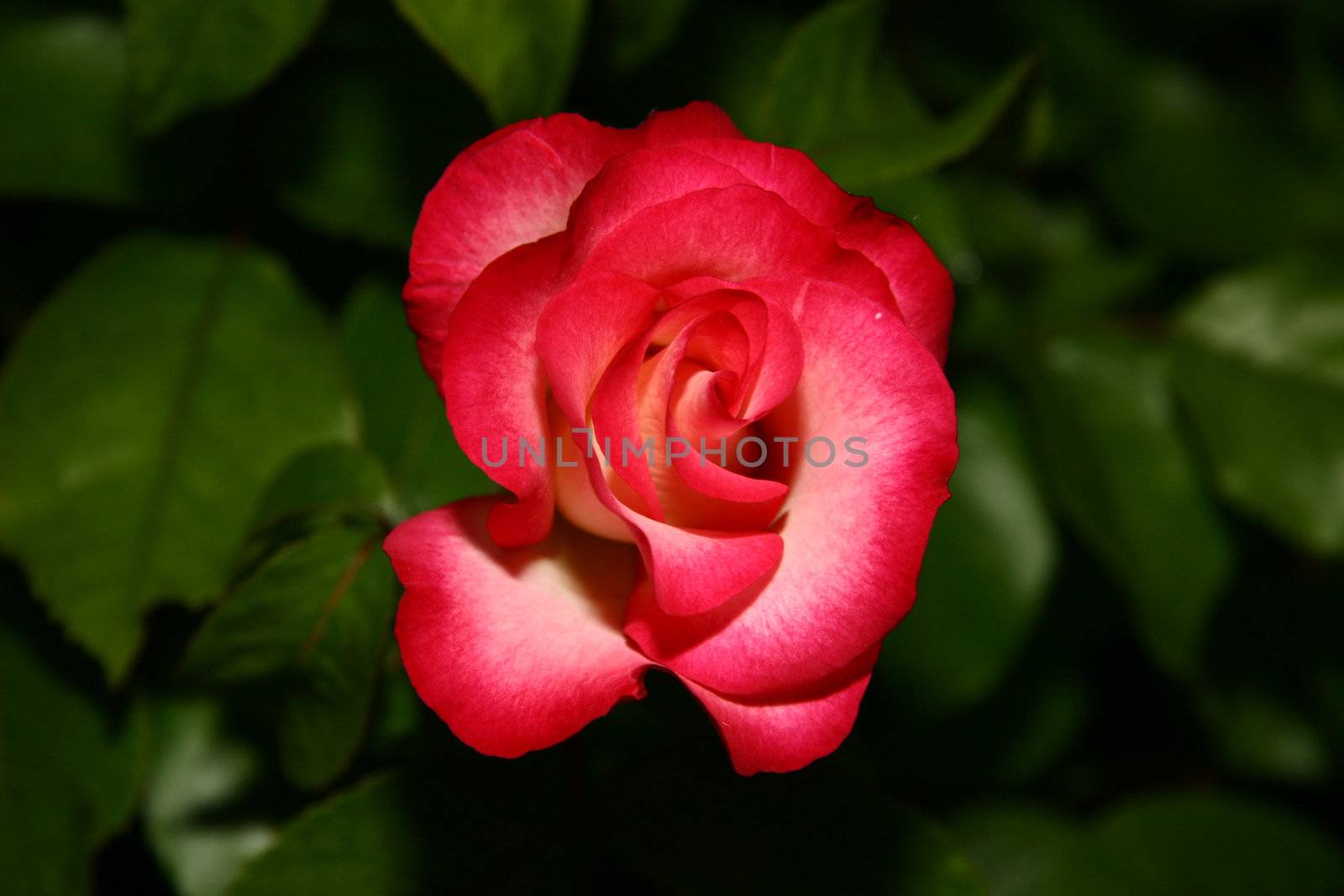 single red rose by leafy