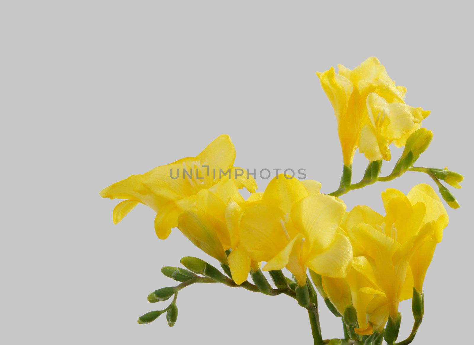 yellow freesias by leafy