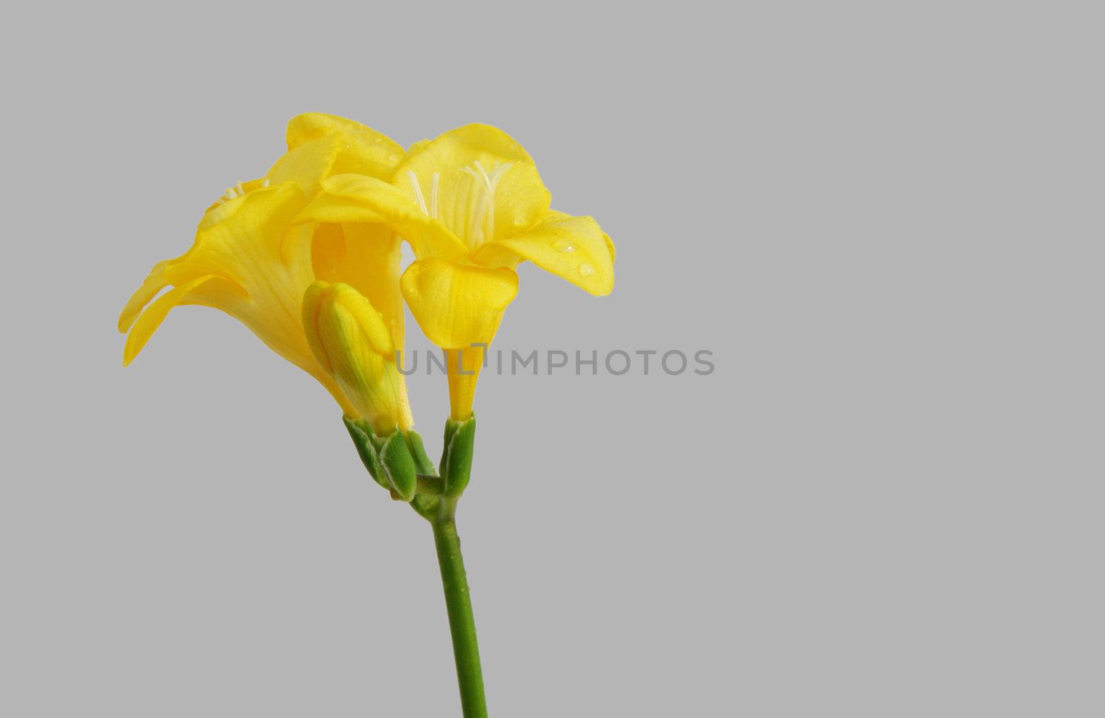 a stem of yellow freesia on a light background