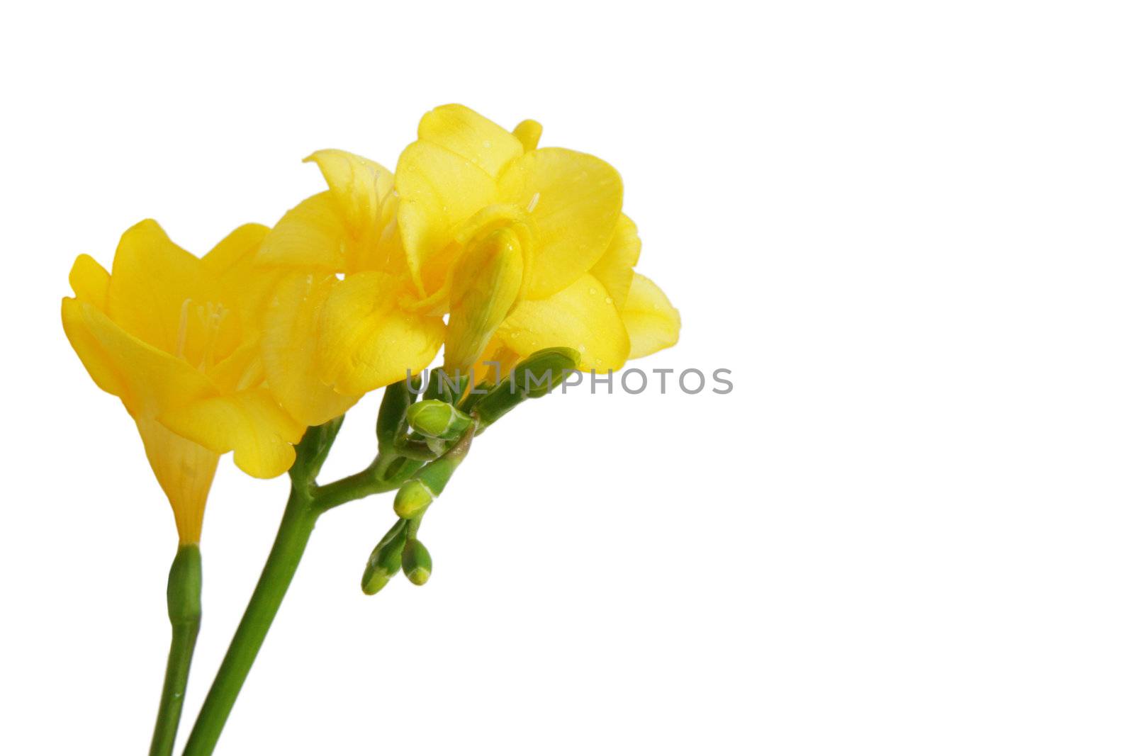 a bunch of yellow freesia on a light background