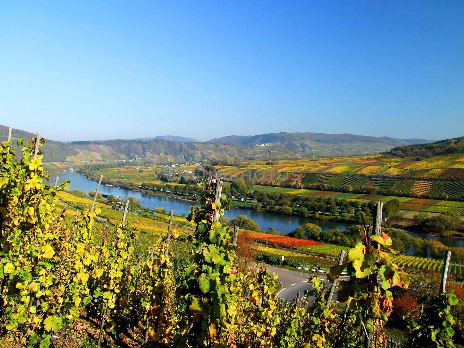 Mittelmosel bei Pünderich im Herbst

