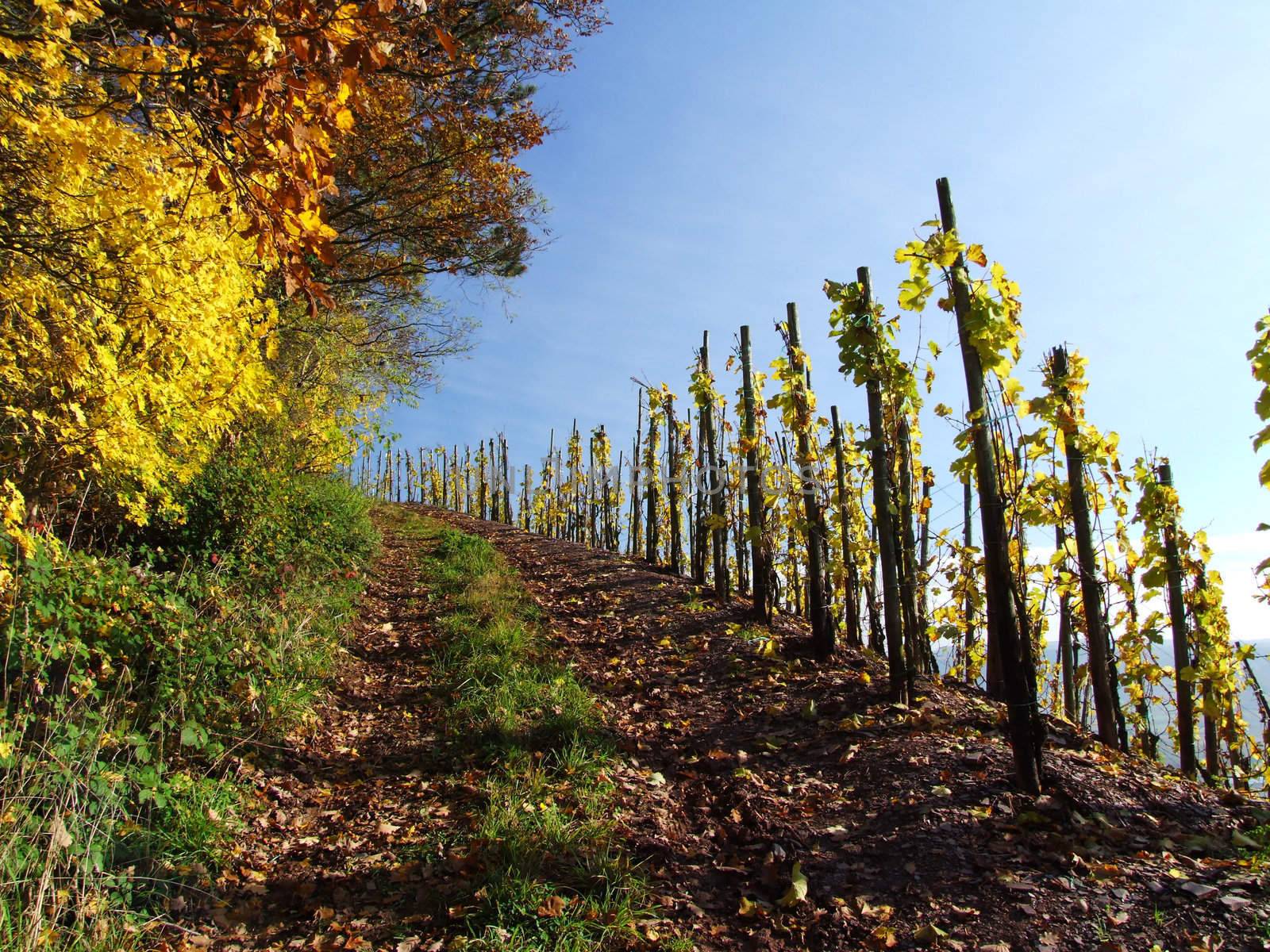 Weg oberhalb eines Weinberges
