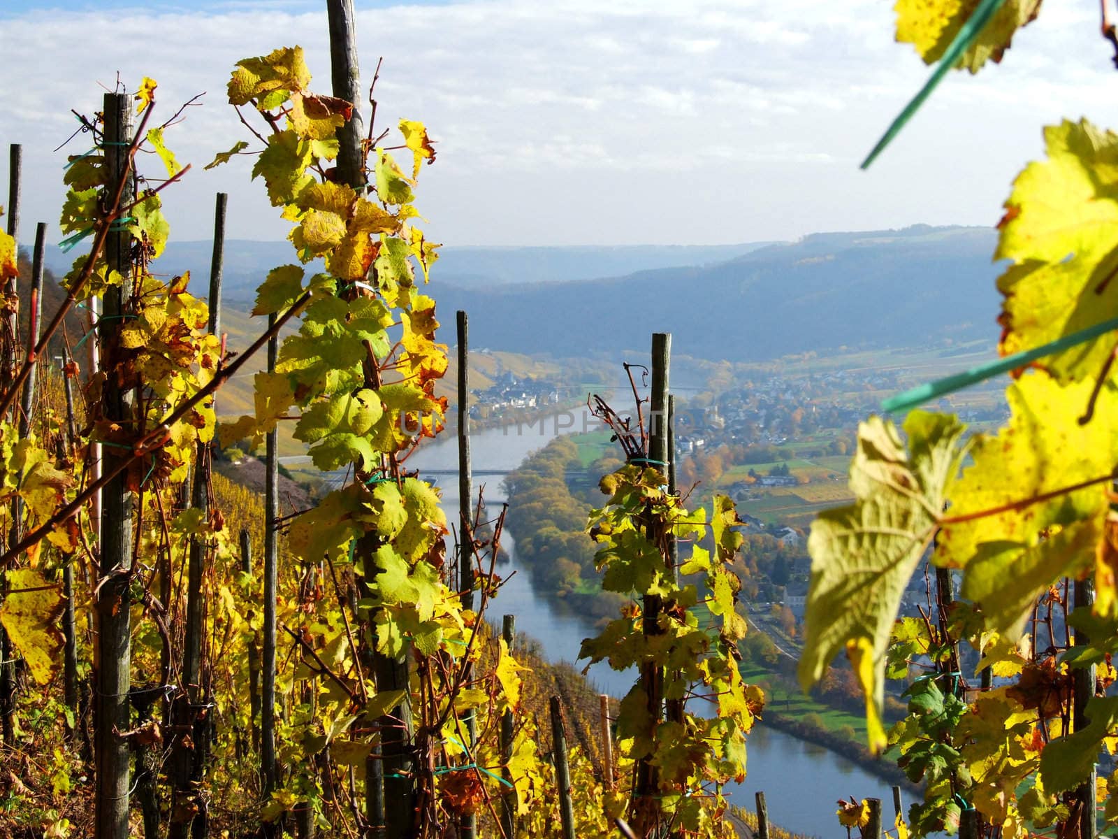 Weinberg bei Lösnich an der Mosel im Herbst