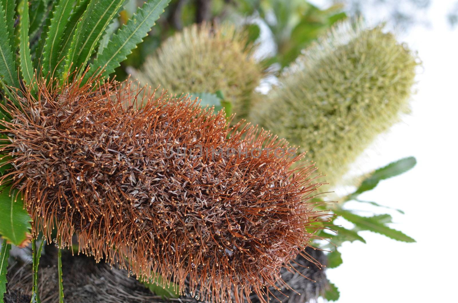 Old and new flower heads on a Banksia Integrifolia tree. The Banksia Integrifolia is endemic to the east coast of Australia. This photo was taken on Queensland's Sunshine Coast.