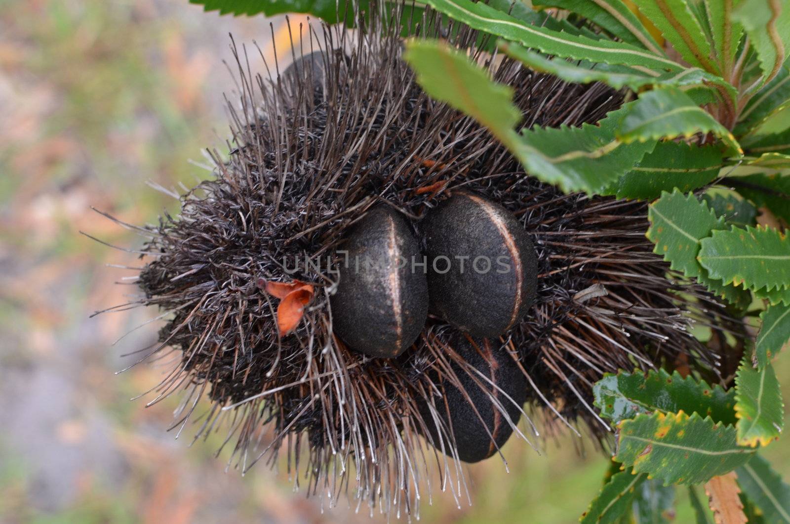 Seed capsules of a Banksia Integrifolia tree. Those familiar with May Gibb's children's book "Snugglepot and Cuddlepie" will know of the "big, bad, banksia men".