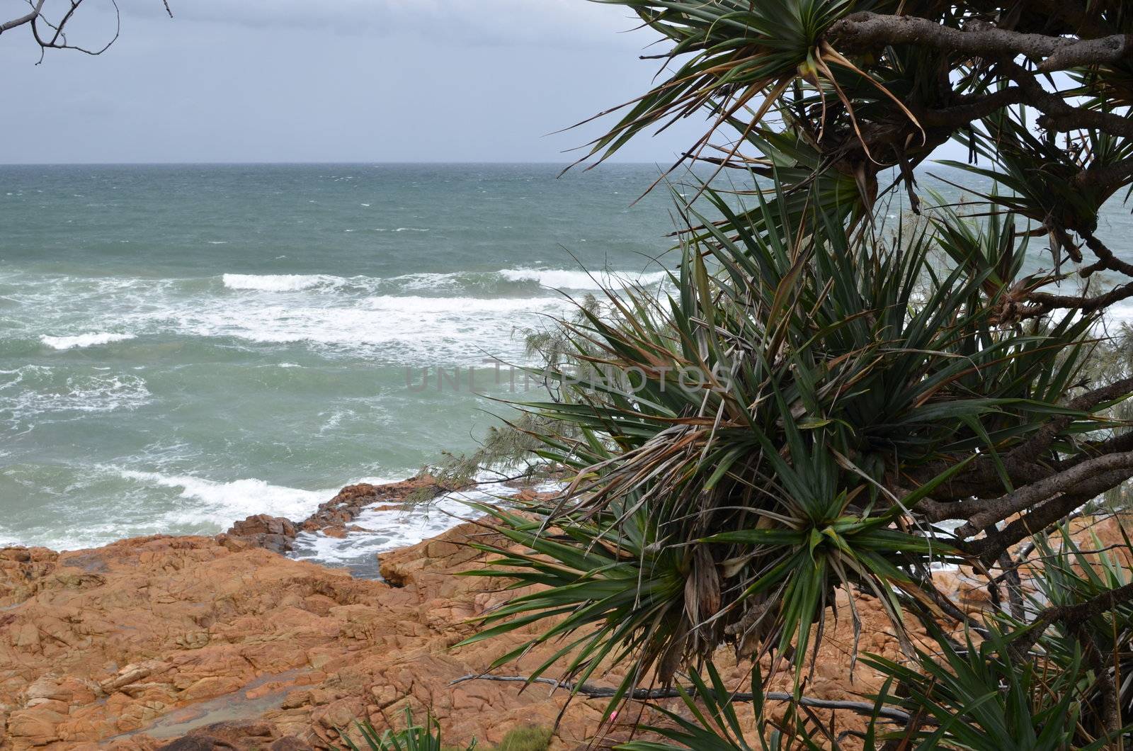 A rocky part of Queensland's Sunshine Coast. In the foreground are branches of a Pandanus Palm. A species which is endemic to Australia's east coast.