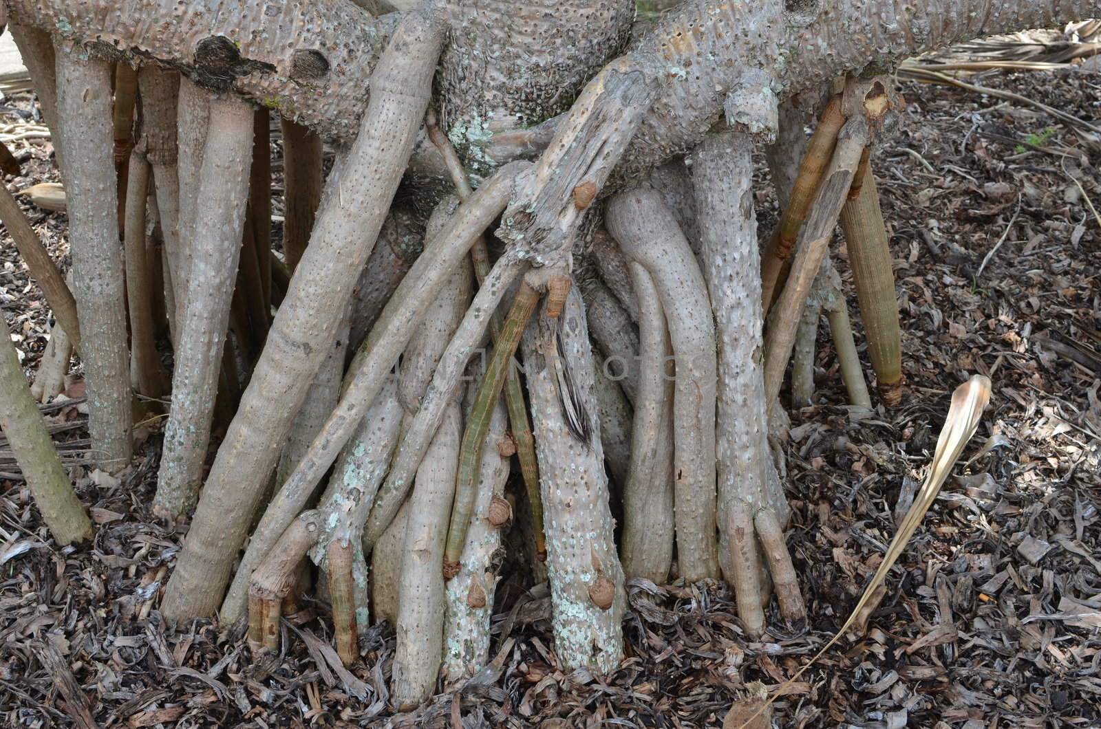 Exposed and tangled roots of a mature Pandanus Palm. The photo was taken at Caloundra on Queensland's Sunshine Coast.