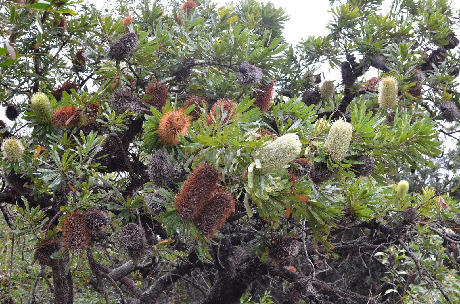 Commonly called Beach Banksia or Coast Banksia, the Banksia Integrifolia is endemic to Australia's east coast. This magnificent specimen was photographed on Queensland's Sunshine Coast. The new flower heads of pale lemon change colour to honey/golden and then brown as they get older.