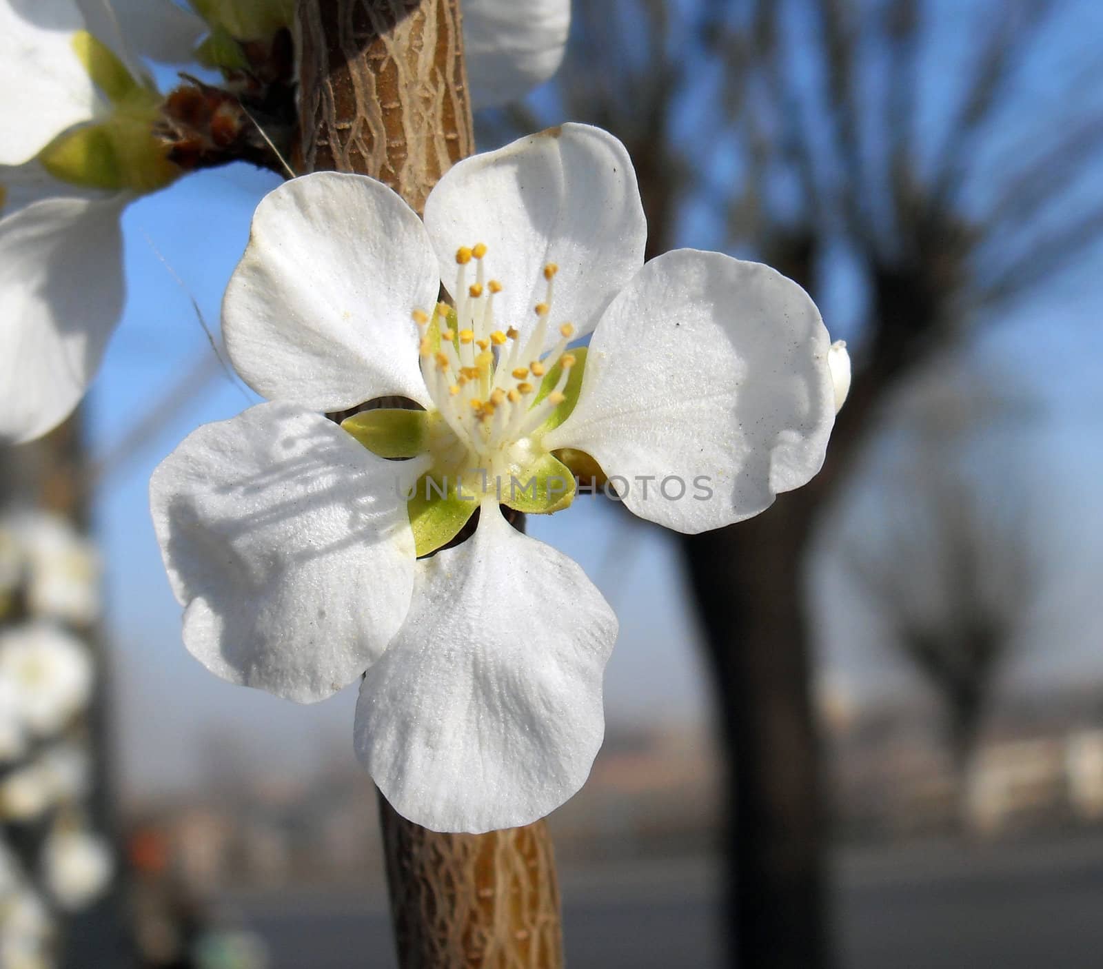 Pear flower
