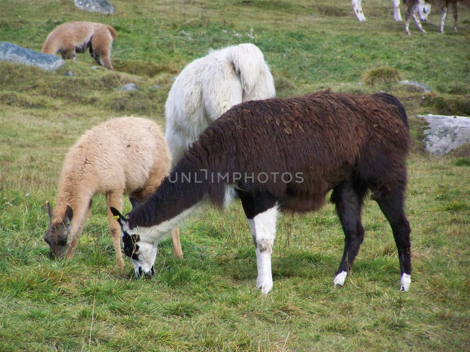 grazing
