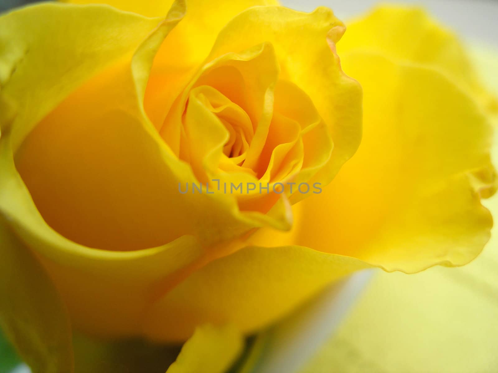 Yellow rose