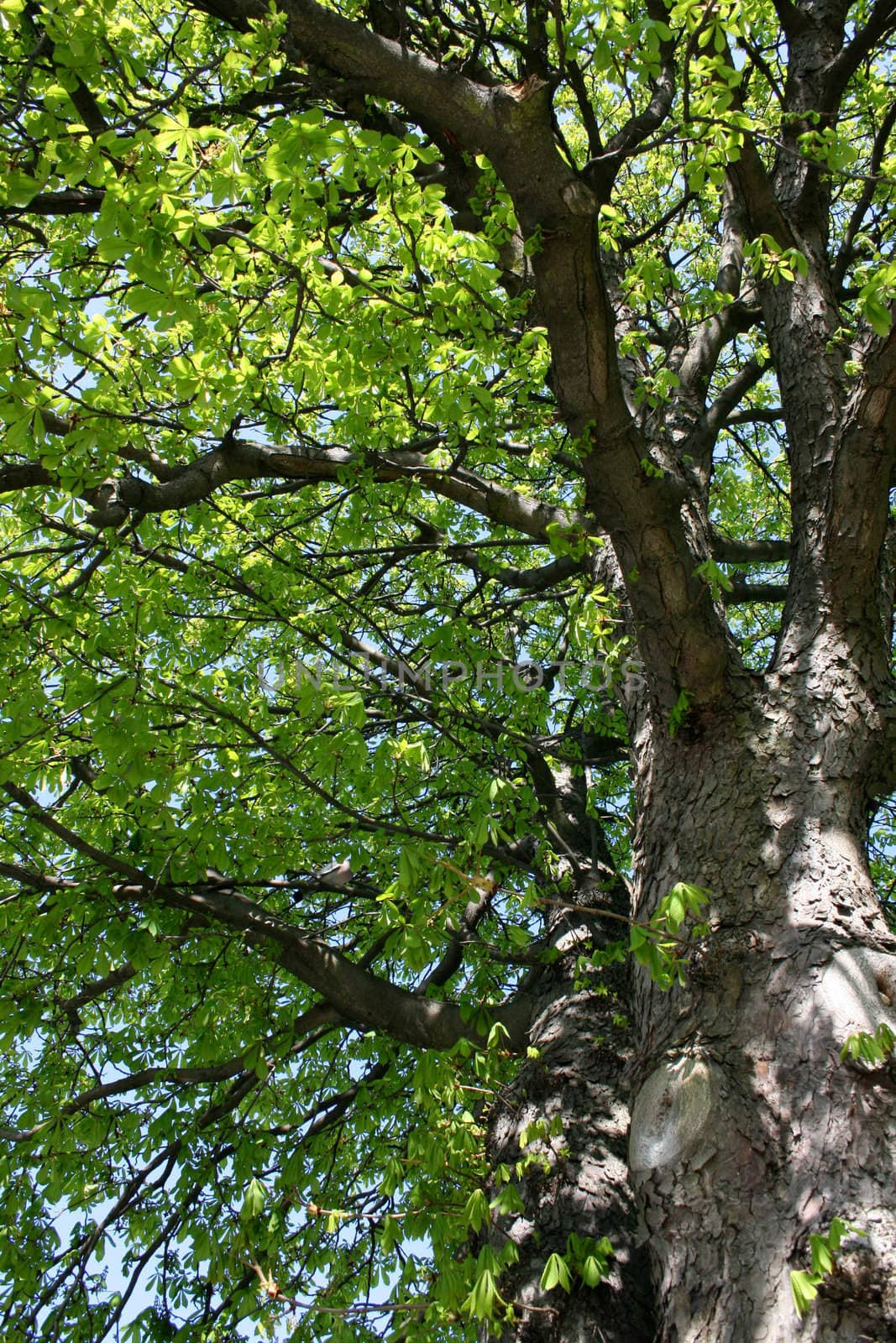 Tree in springtime with lots of green leaves