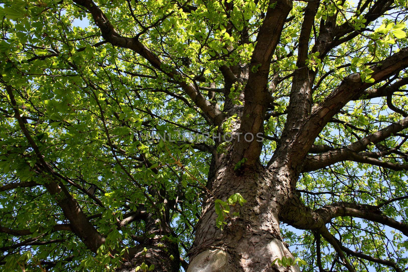 Tree with lots and lots of leaves