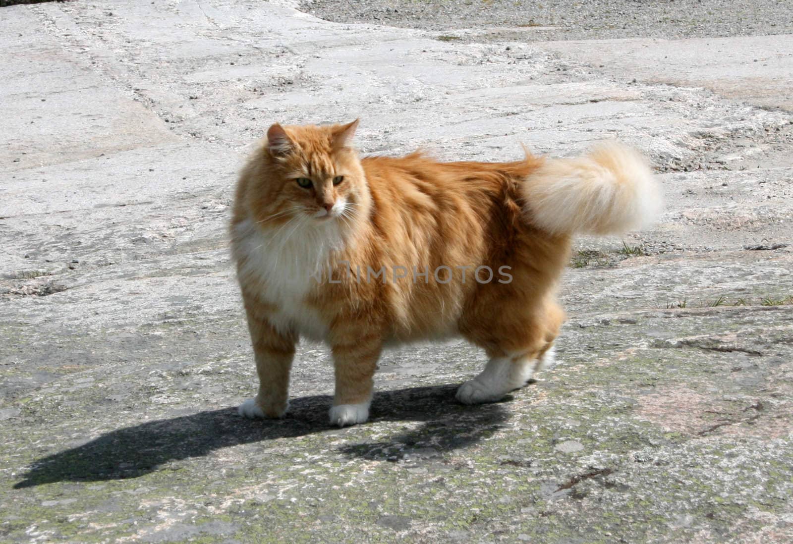 A big male cat