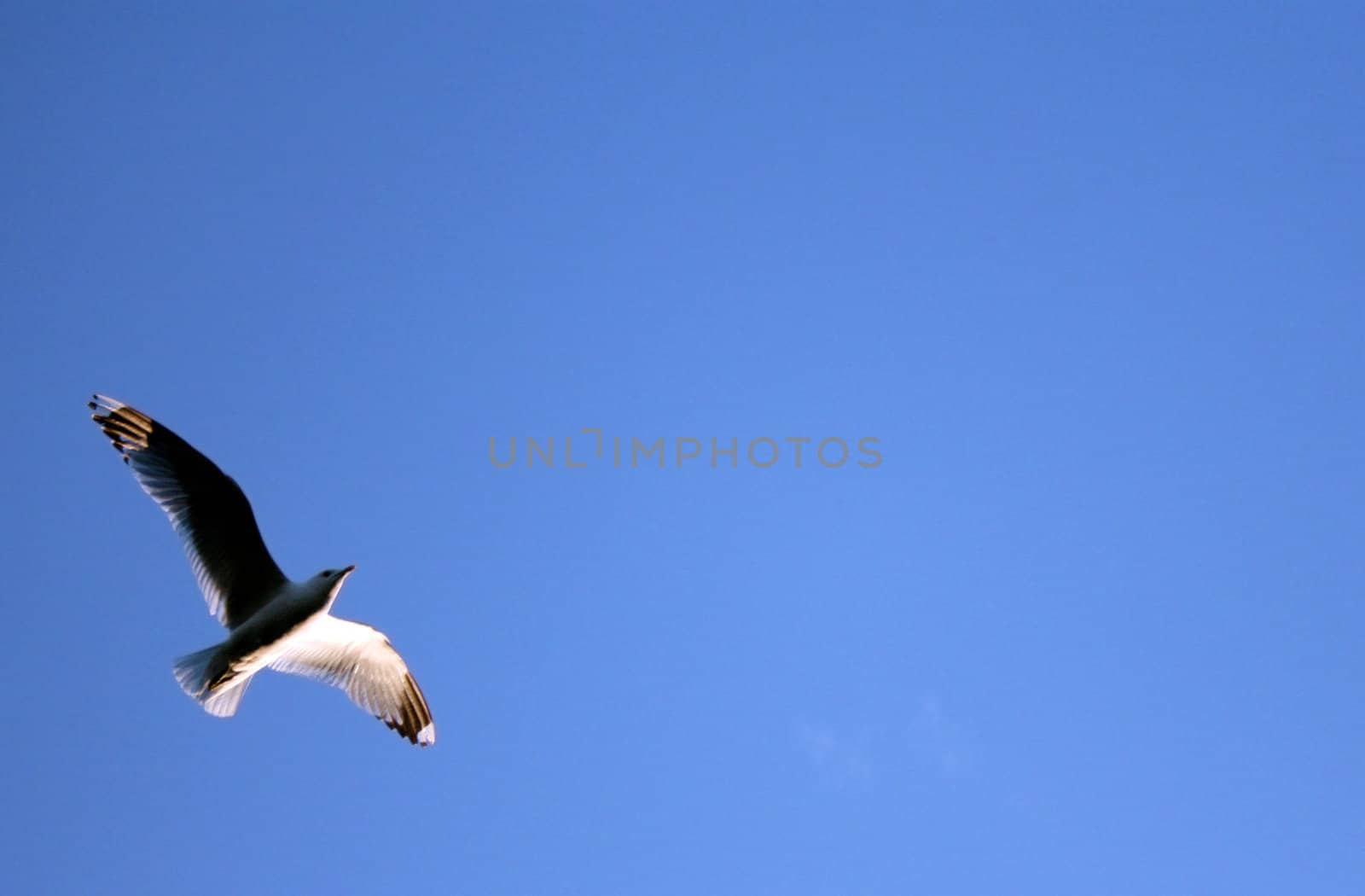 Seagull by HanneS