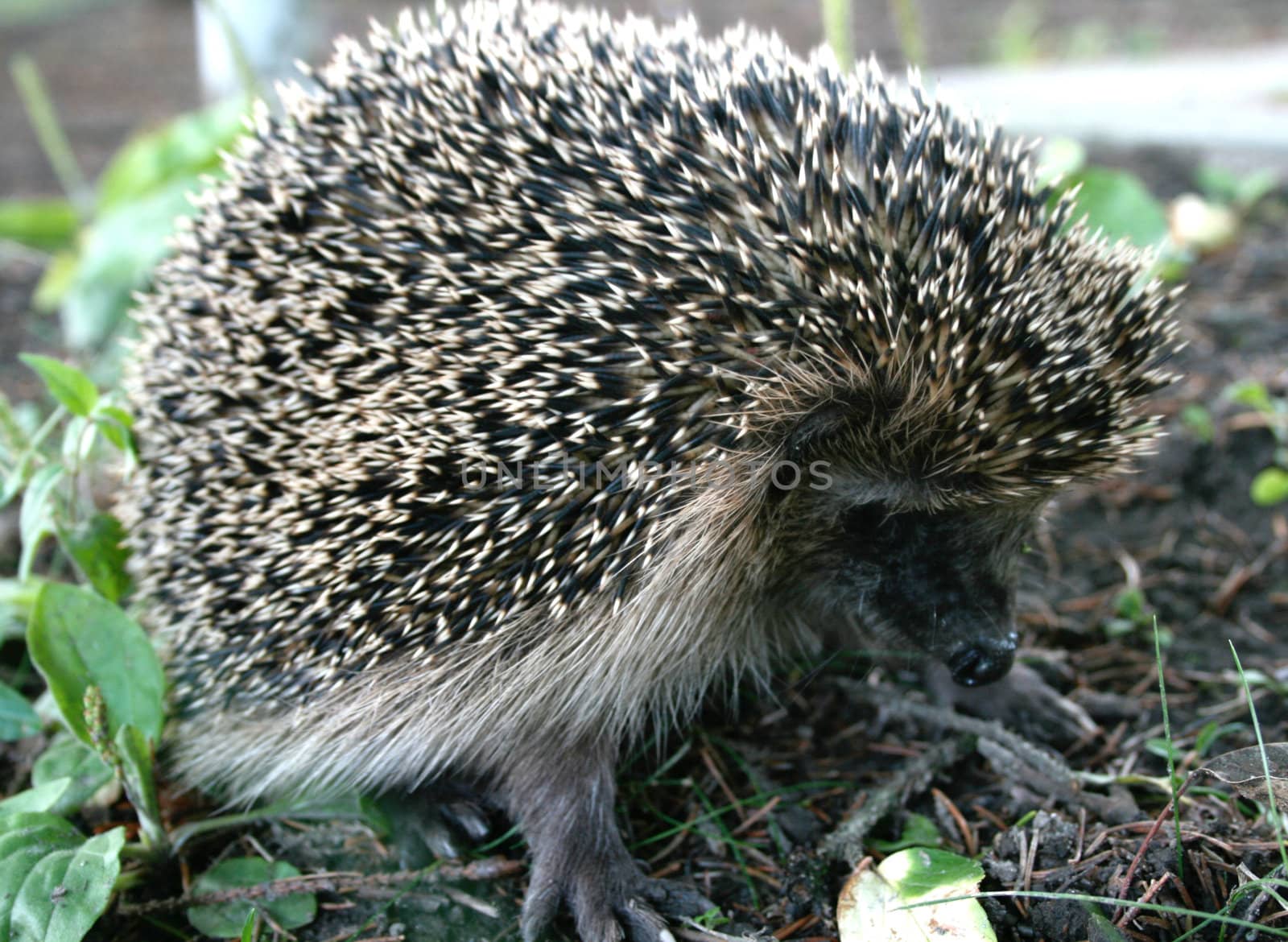 Poor little scared hedgehog