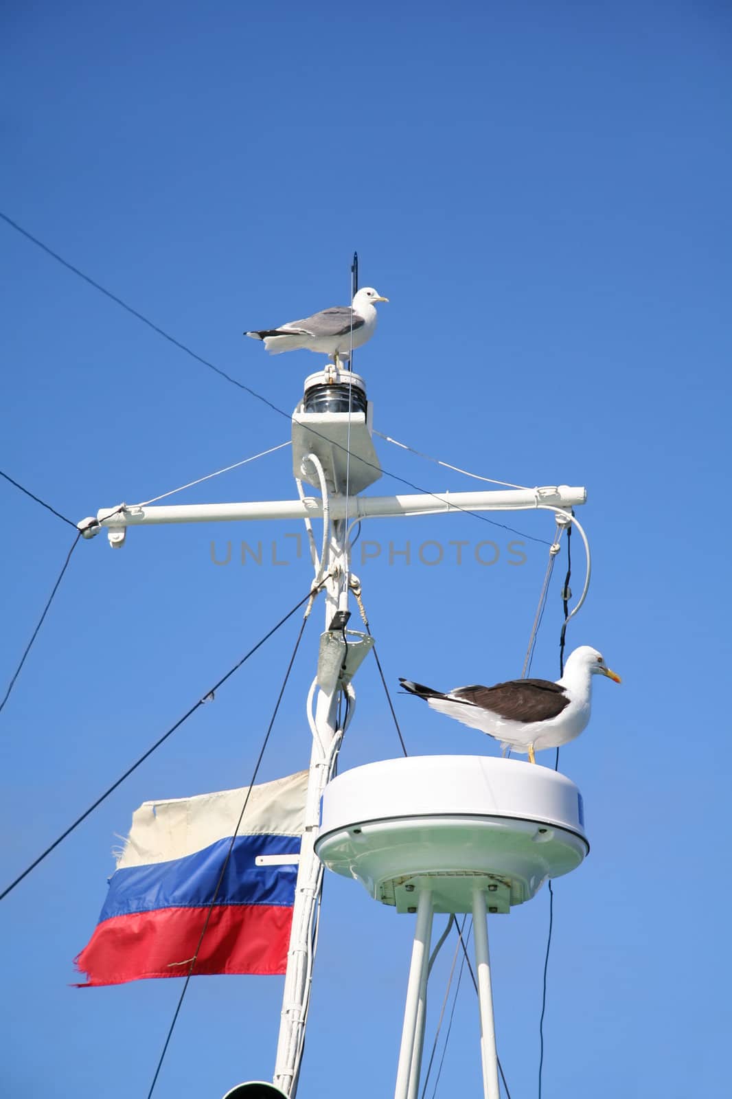 Seagulls on a mast. by foryouinf