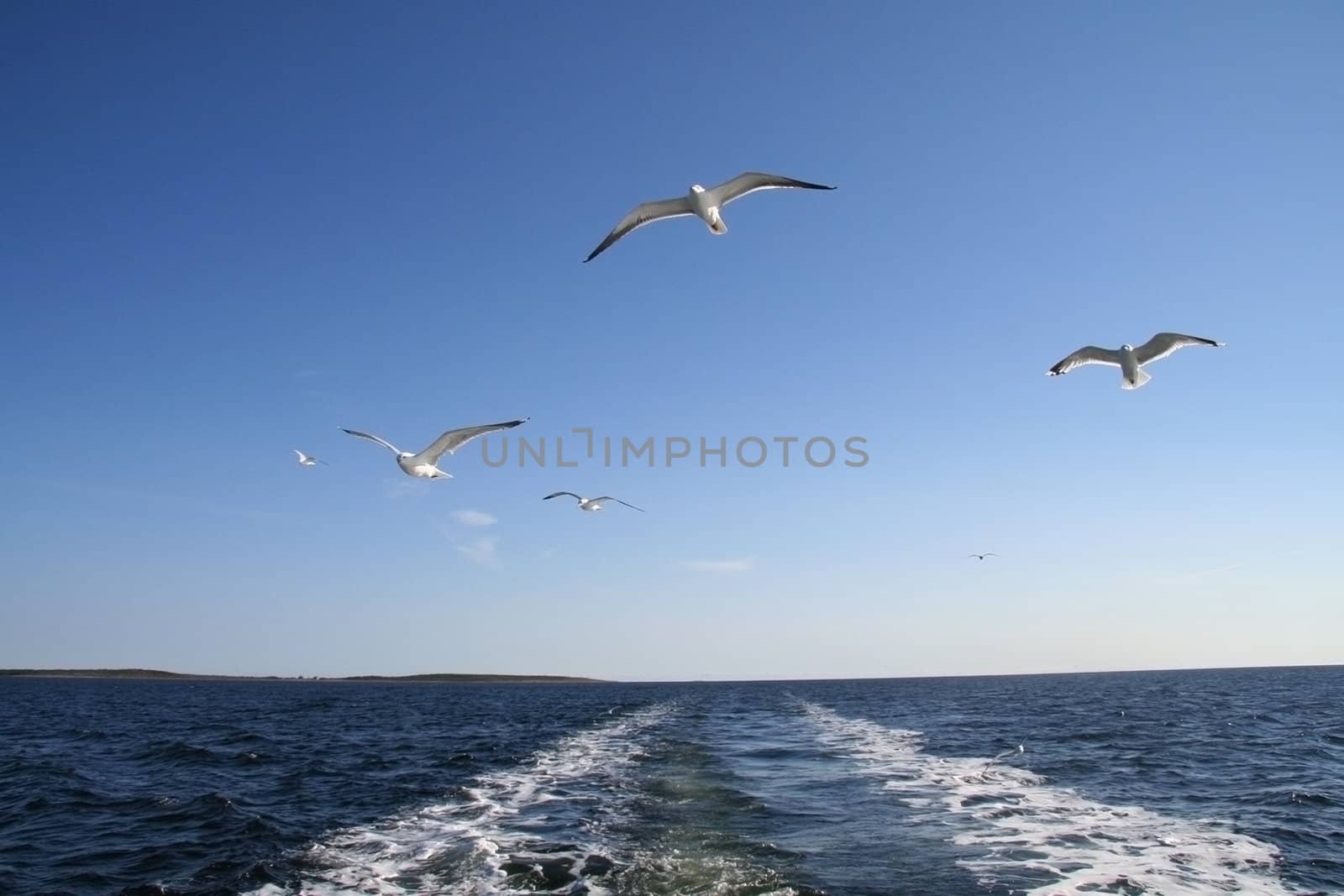 A seagulls soaring in the blue sky