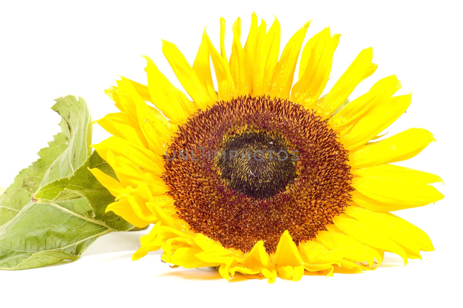 Single sunflower isolated on white background