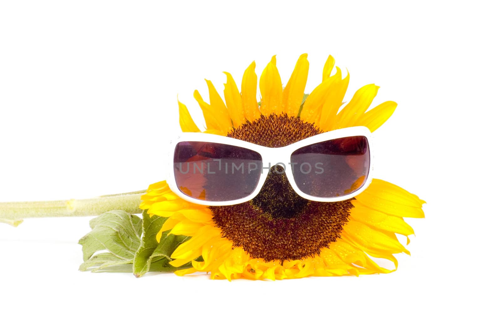 sunflower wearing sunglasses by ladyminnie