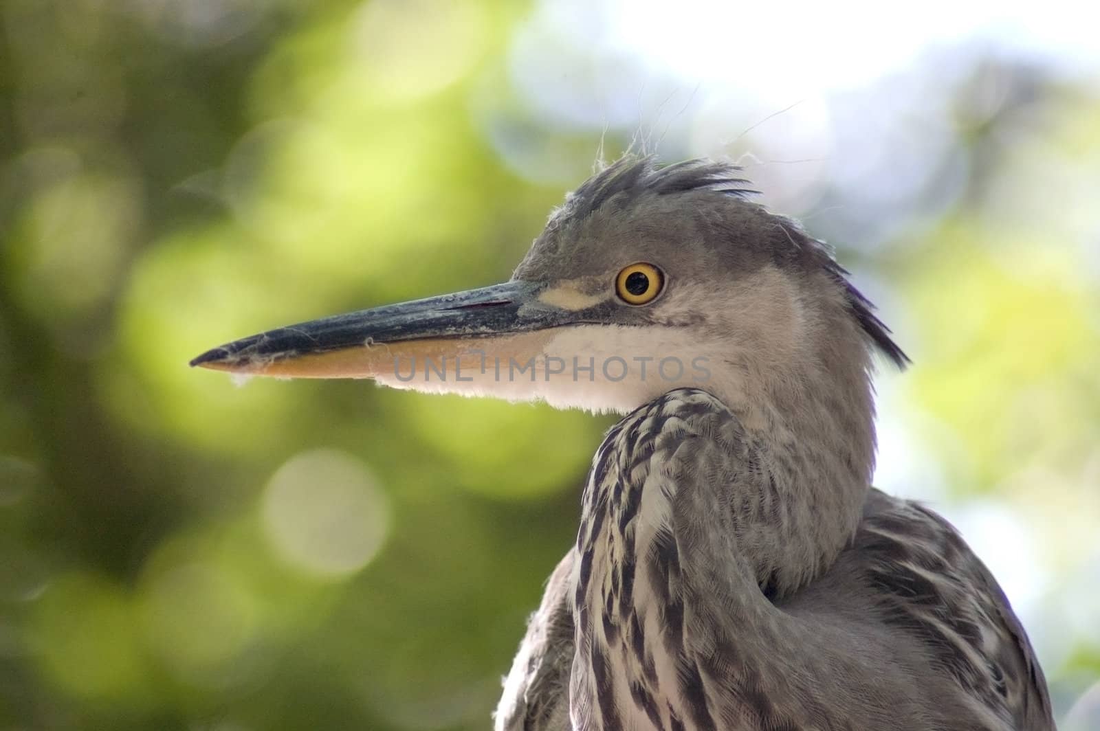 great blue heron head shot by ladyminnie