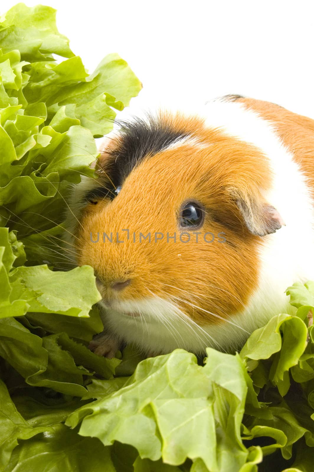 guinea pig is sitting between endive leafs on white