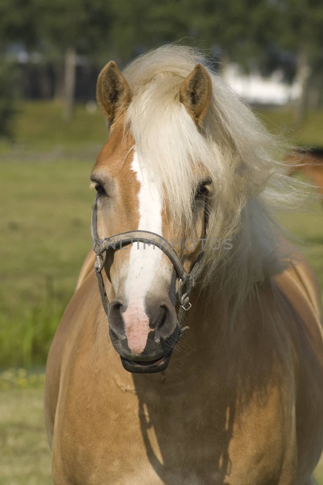 portrait of a beautiful horse by ladyminnie