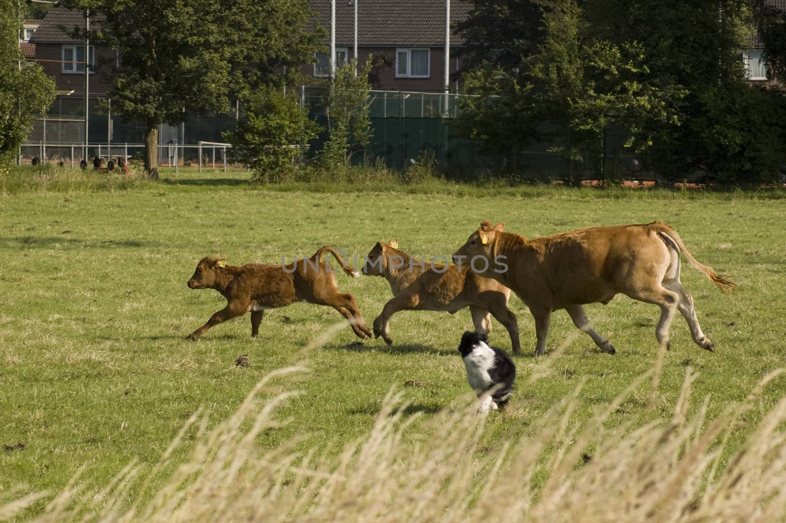 Running cow and calfs organized by a dog by ladyminnie