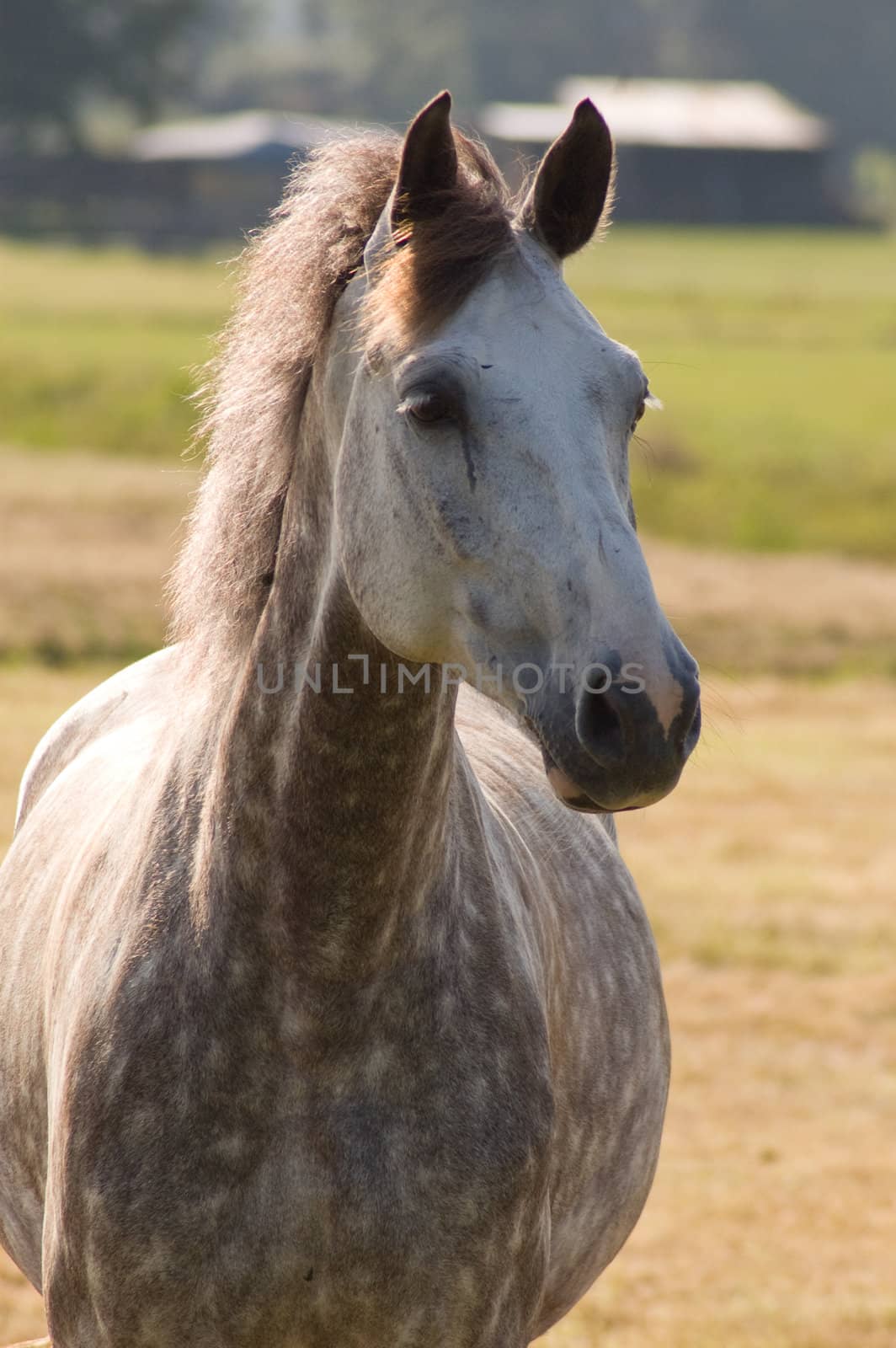 white horse with blurred background by ladyminnie