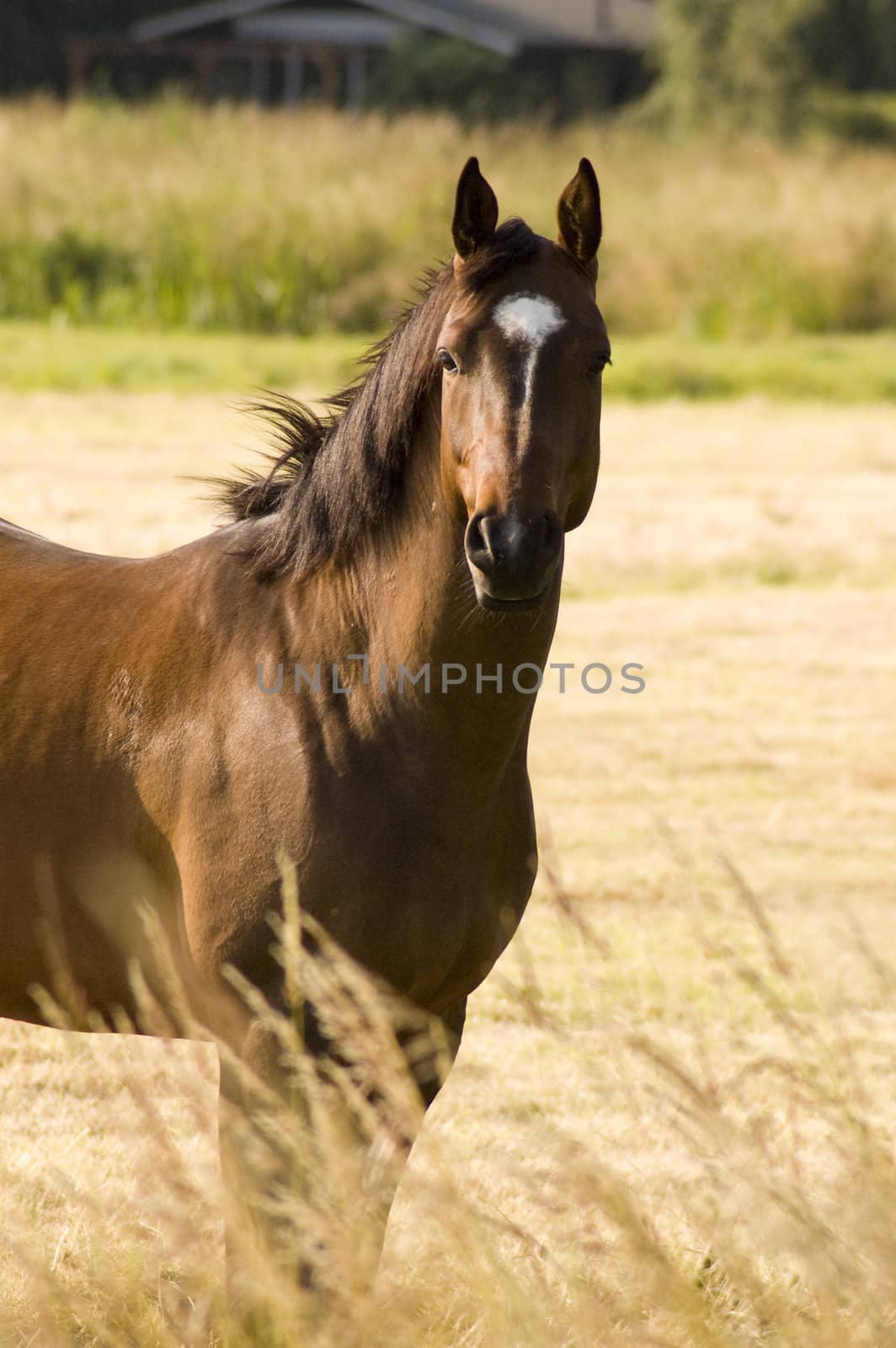 portrait of a beautiful brown horse in the meadow