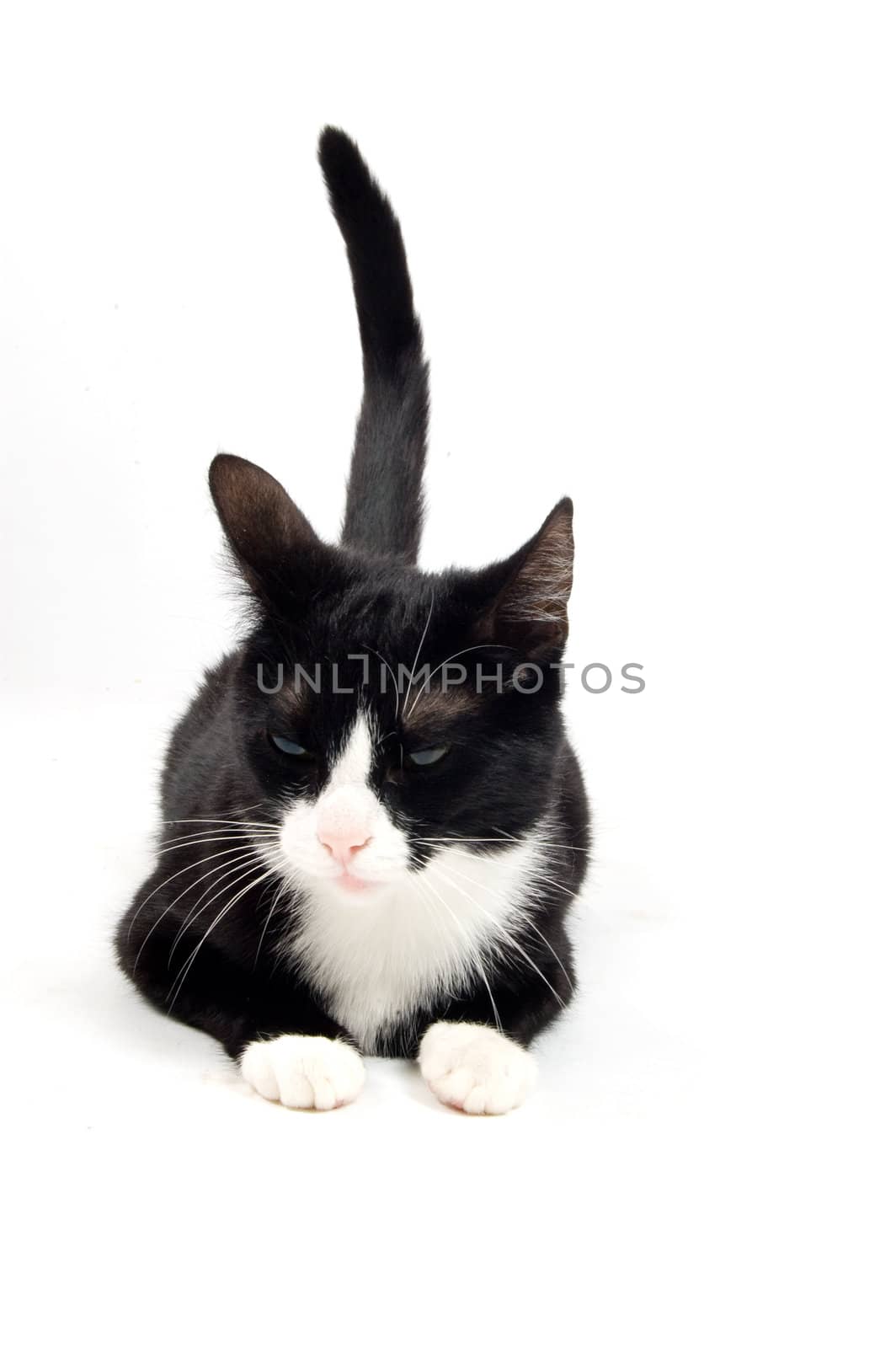 young cat is crols with tale up isolated on white