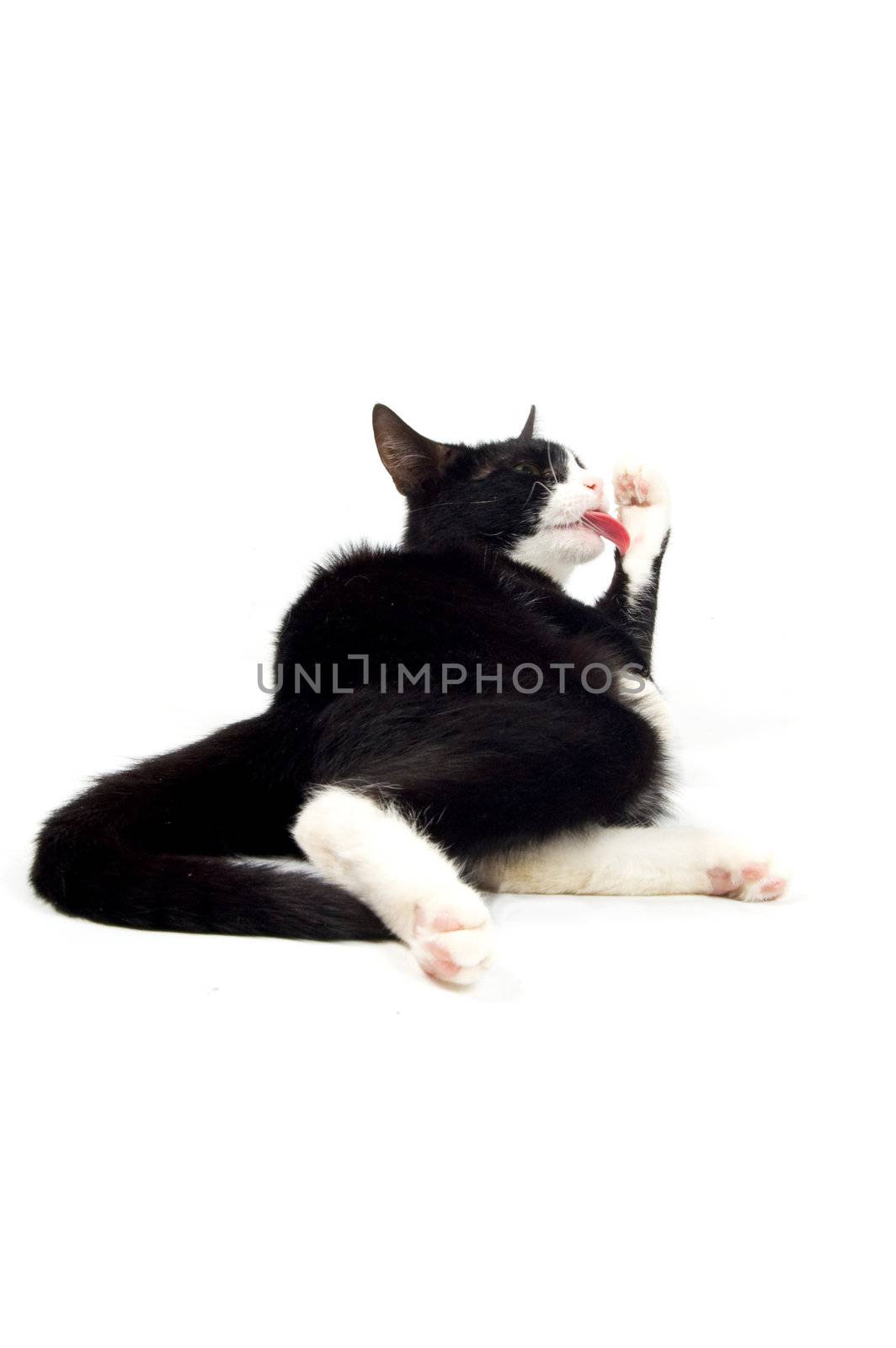 young kitten is cleaning her paw isolated on white