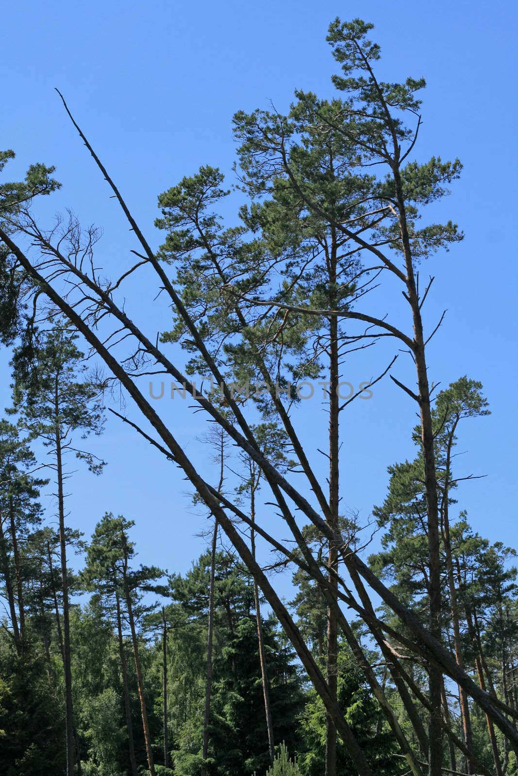 Lumbered trees falling down in the woods
