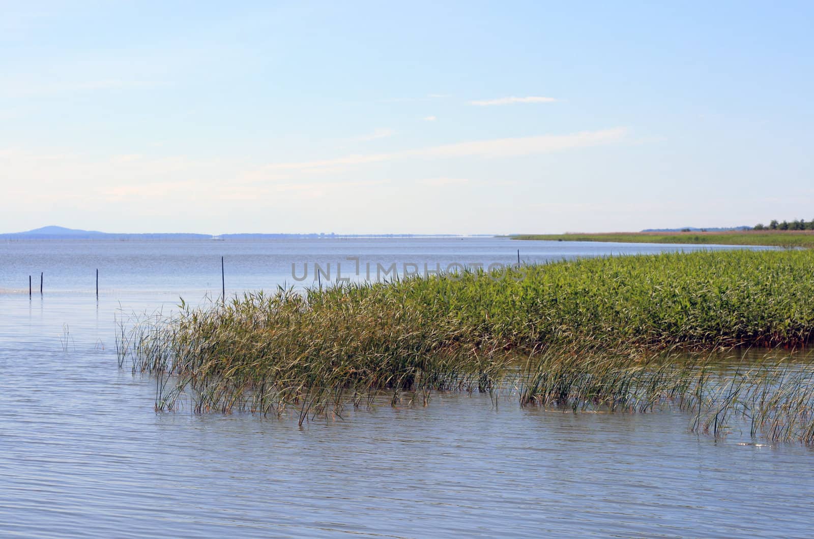 Summer scene wit lake, forest and reed
