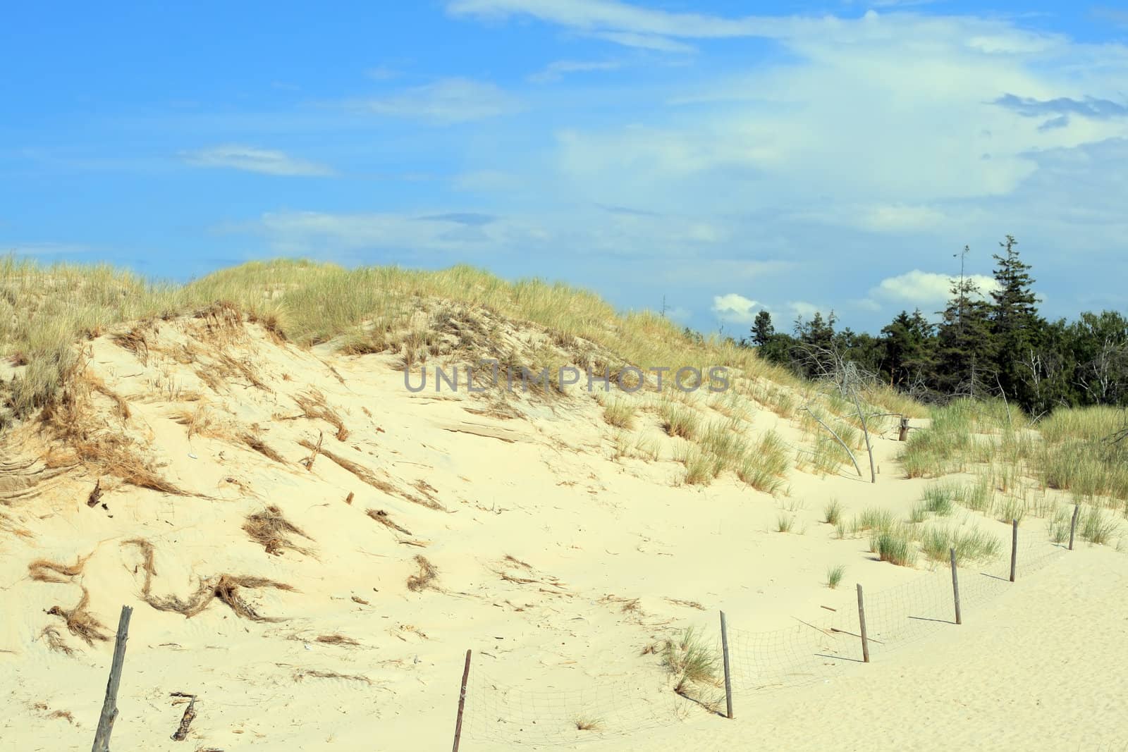 Grass and forests in sand dunes at Leba - Poland
