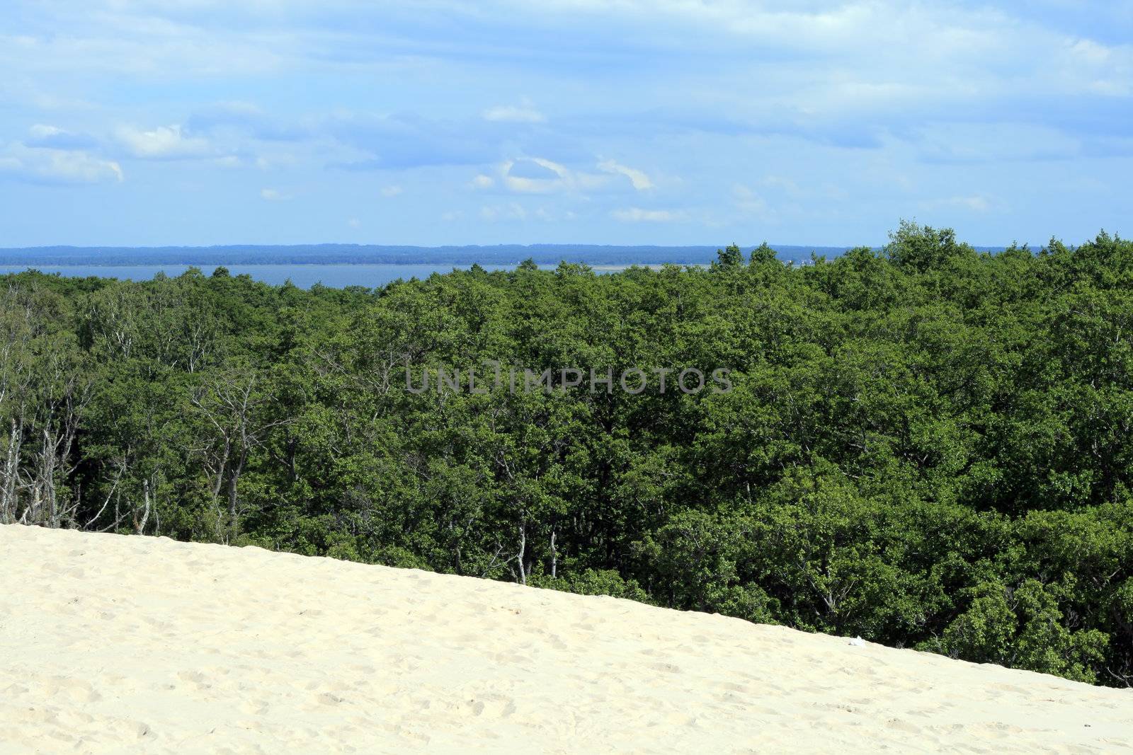 Landscape with sand dunes, forest and the sea at Leba - Poland
